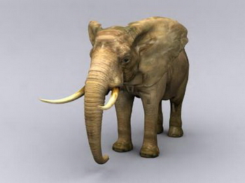 Fine elephant model
