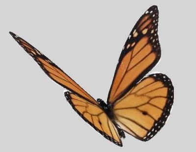 Multiple beautiful butterfly 3D Model