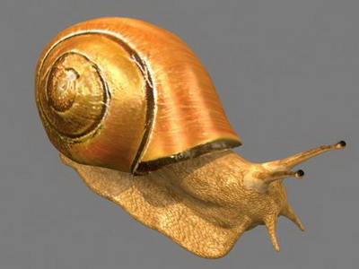 3D Model of Snail