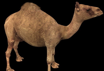 Dromedary camel and goods model of a