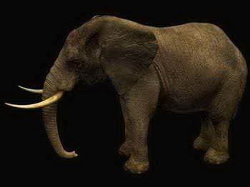 Animals, mammals, elephant ivory, the African elephant Asian elephant 3D Models