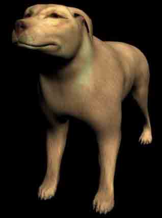 Animals canine dog dogs expensive yellow large yellow-dog hybrid dog pedigree dog dog 3D Models