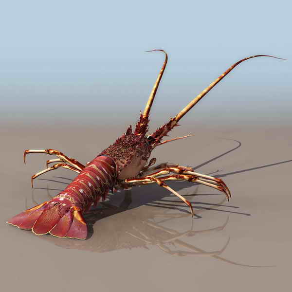  Lobster  animals   17