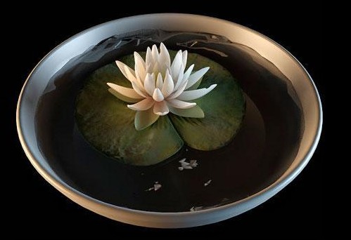 Bonsai water lily