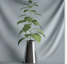 Plant Bonsai Series - Tony 3D model (including materials)