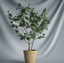 Plant Bonsai Series - small tree 3D models (including materials)