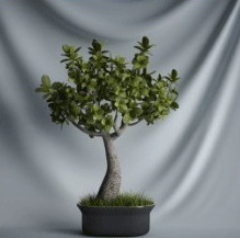 Plant Bonsai Series - 3D model of small trees (including materials)