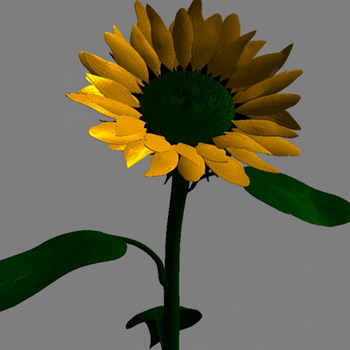 Sunflower 3D models (obj, mtl format)
