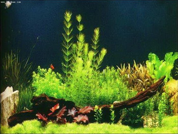 Style green aquarium fish tank map
